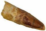 Juvenile Fossil Spinosaurus Tooth - Real Dinosaur Tooth #348719-1